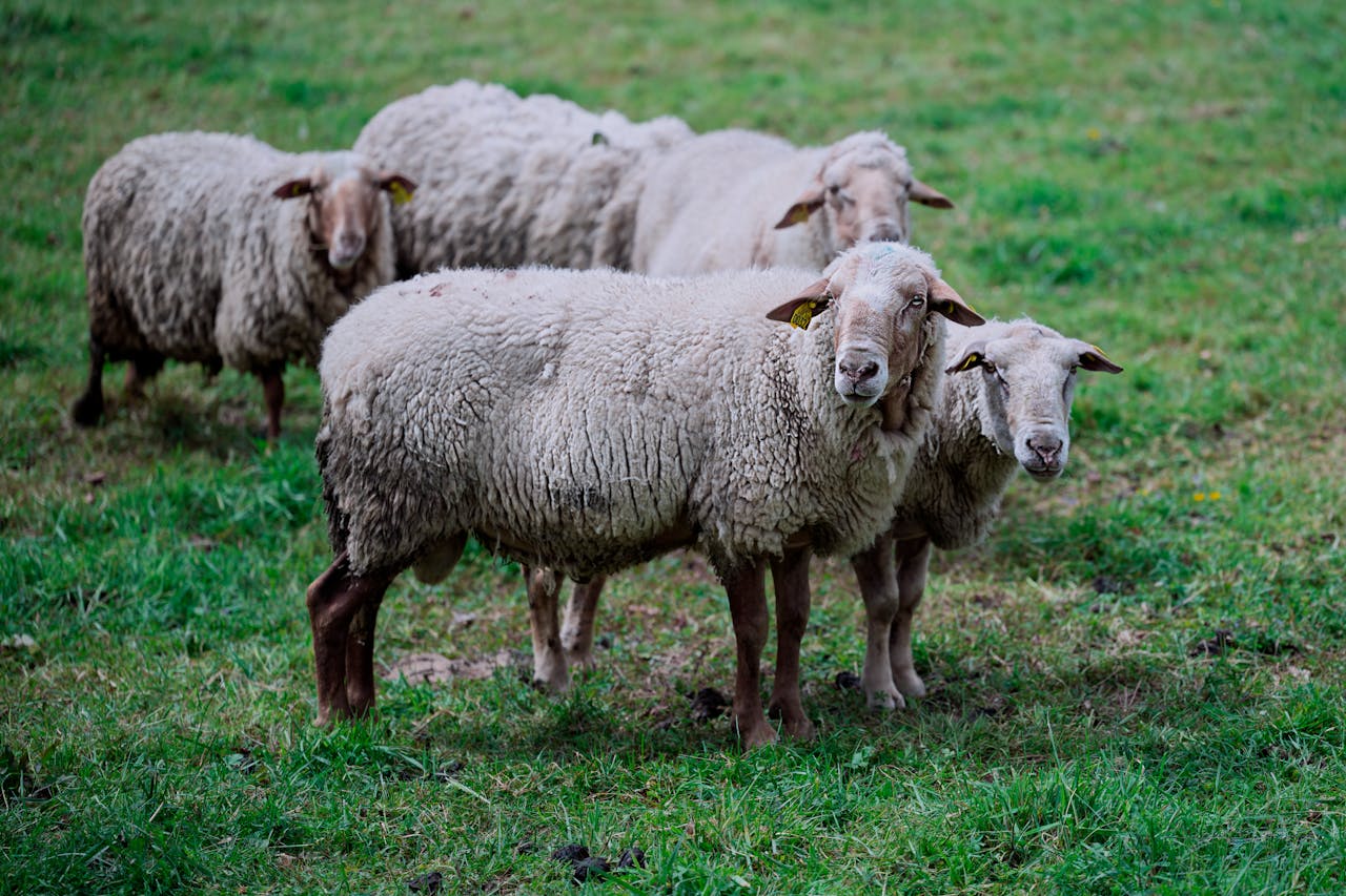 Sheep gathered in a lush green pasture on a cloudy day, showcasing rural farming life.