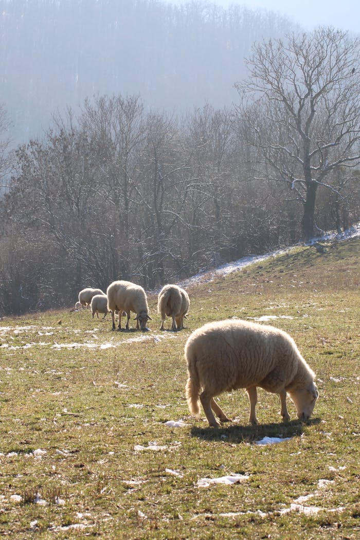 Sheep graze on a tranquil hillside in Auvergne-Rhône-Alpes, France, embodying rural serenity.